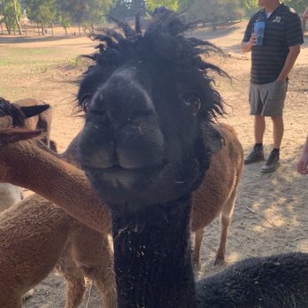 Loomis Alpacas - Alpaca - Attraction Farms Near Me - Loomis, California Loomis Alpacas - Alpaca - Attraction Farms Near Me - Loomis, California
