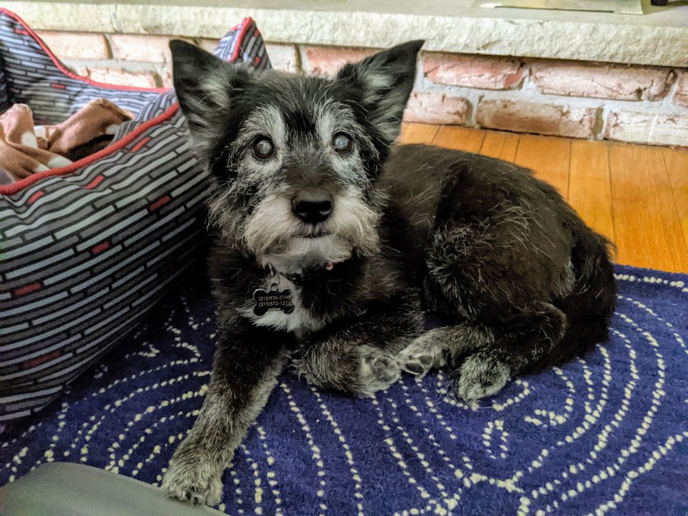 LIVERPOOL VETERINARY HOSPITAL Updated September 2024 7906 Oswego Rd