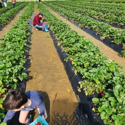 Specca Farms - Strawberry picking!