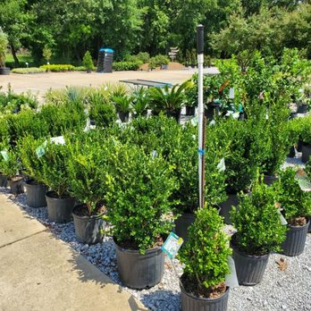 Madison Garden Center - Shrubbery - Nurseries & Gardening Near Me - Madison, Mississippi Madison Garden Center - Shrubbery - Nurseries & Gardening Near Me - Madison, Mississippi