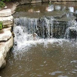 Town Square of Schaumburg - This duck was scared to follow the others down the waterfall but finally went for it!