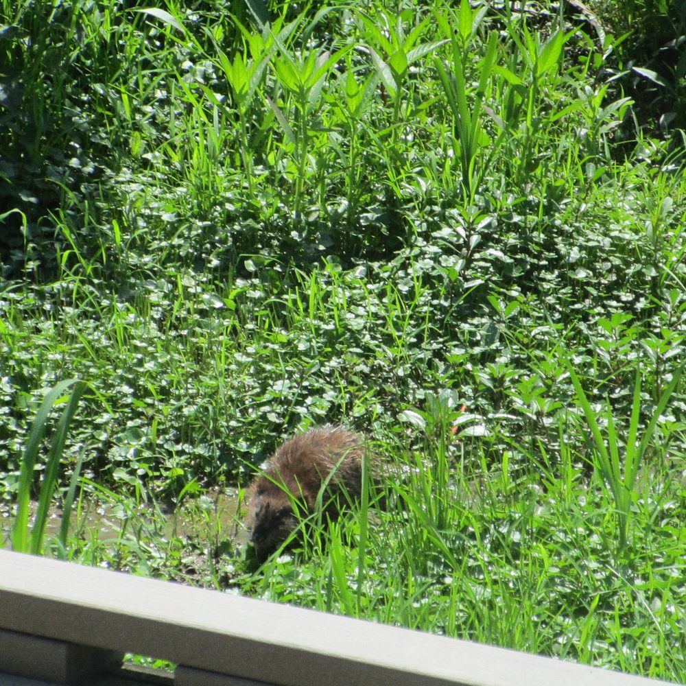 Huntley Meadows Park - muskrat - Parks Near Me - Alexandria, Virginia Huntley Meadows Park - muskrat - Parks Near Me - Alexandria, Virginia