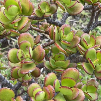 Ali'i Kula Lavender - Tours Near Me - Kula, Hawaii