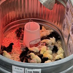Tractor Supply - Baby chicks