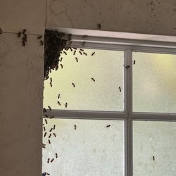 Bees in inside my bathroom.