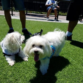 Pet Sitter ASAP - Pet Sitting Near Me Pet Sitter ASAP - Pet Sitting Near Me