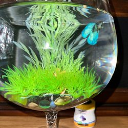 Papa Jim's Tropical Fish - Bought a beta fish .from them . He's home and eating and happy in his new place