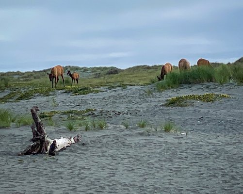 Gold Bluffs Beach Campground by null