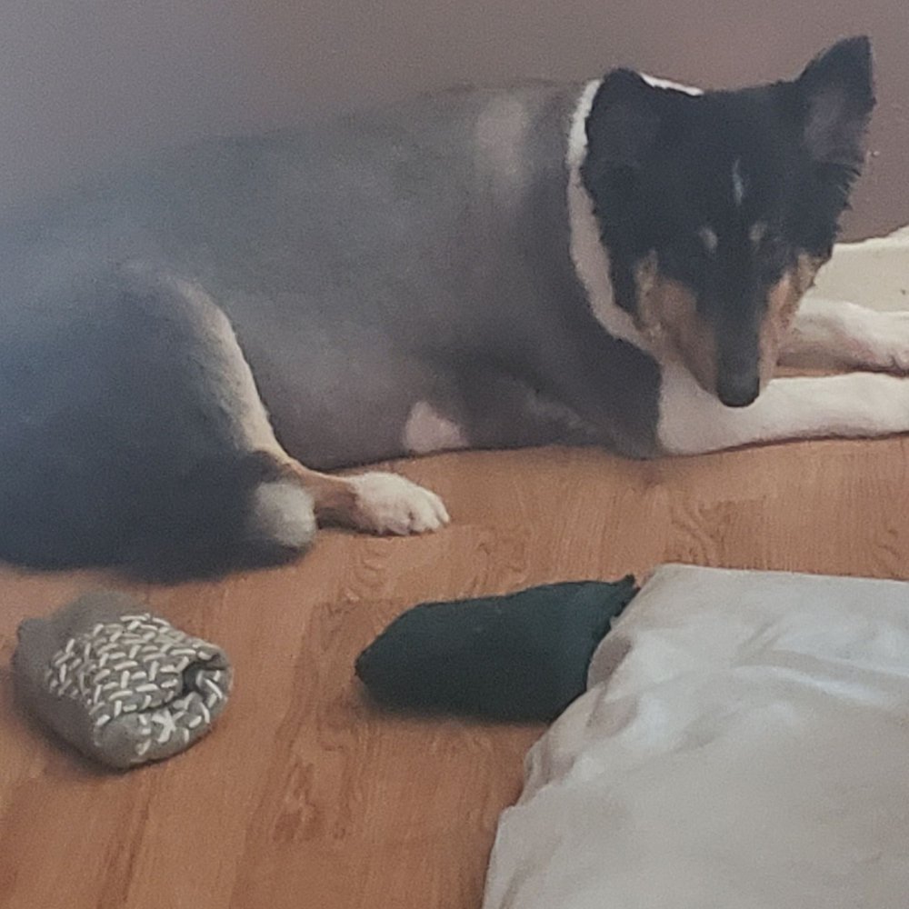 PetSmart - You can see my dogs skin the buzzed her coat so short - Pet Stores Near Me - Farmingdale, New York