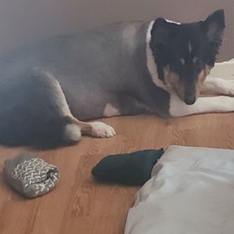 You can see my dogs skin the buzzed her coat so short You can see my dogs skin the buzzed her coat so short