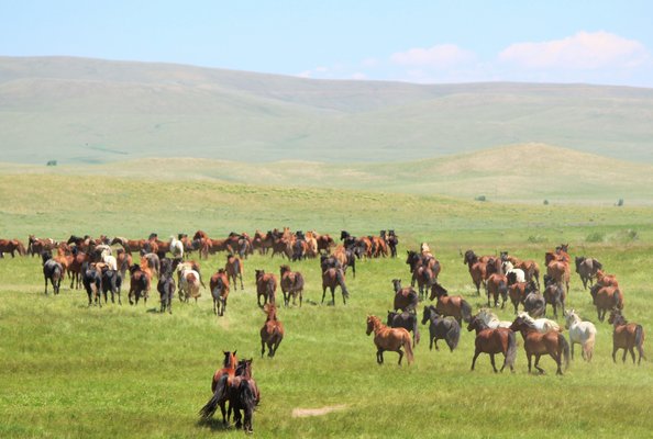 Deerwood Ranch Wild Horse EcoSanctuary by null