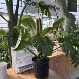 Monstera Monstera