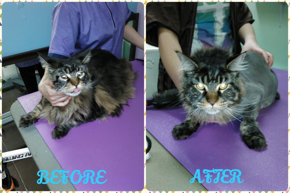 HAPPY PAWS BOUTIQUE 400 Victory Blvd, Staten Island, New York Pet