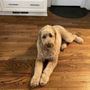 Photo of Pooch Pooch