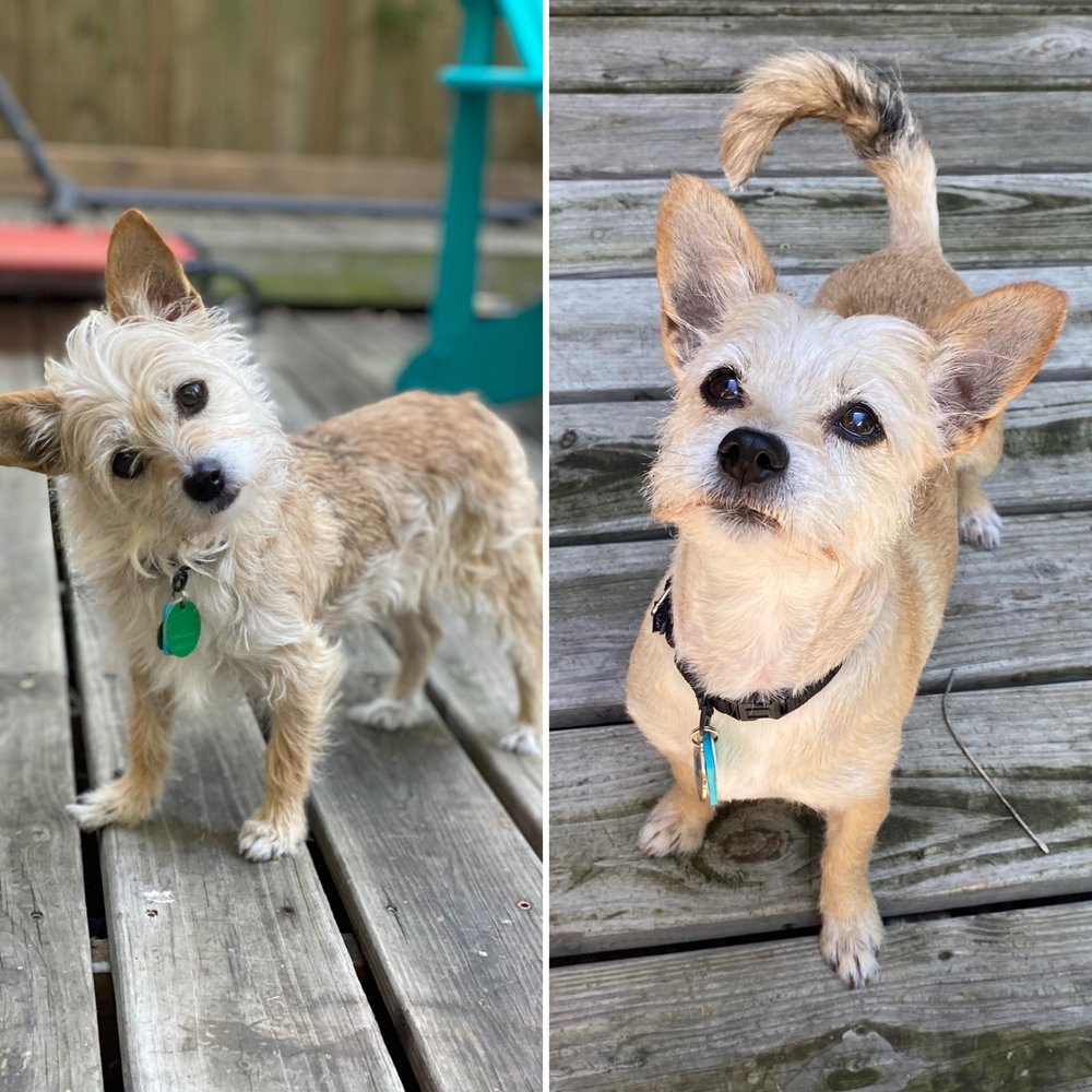 CLEAN CRITTERS Updated June 2024 99 Photos & 132 Reviews 2614 E 7th St., Austin, Texas