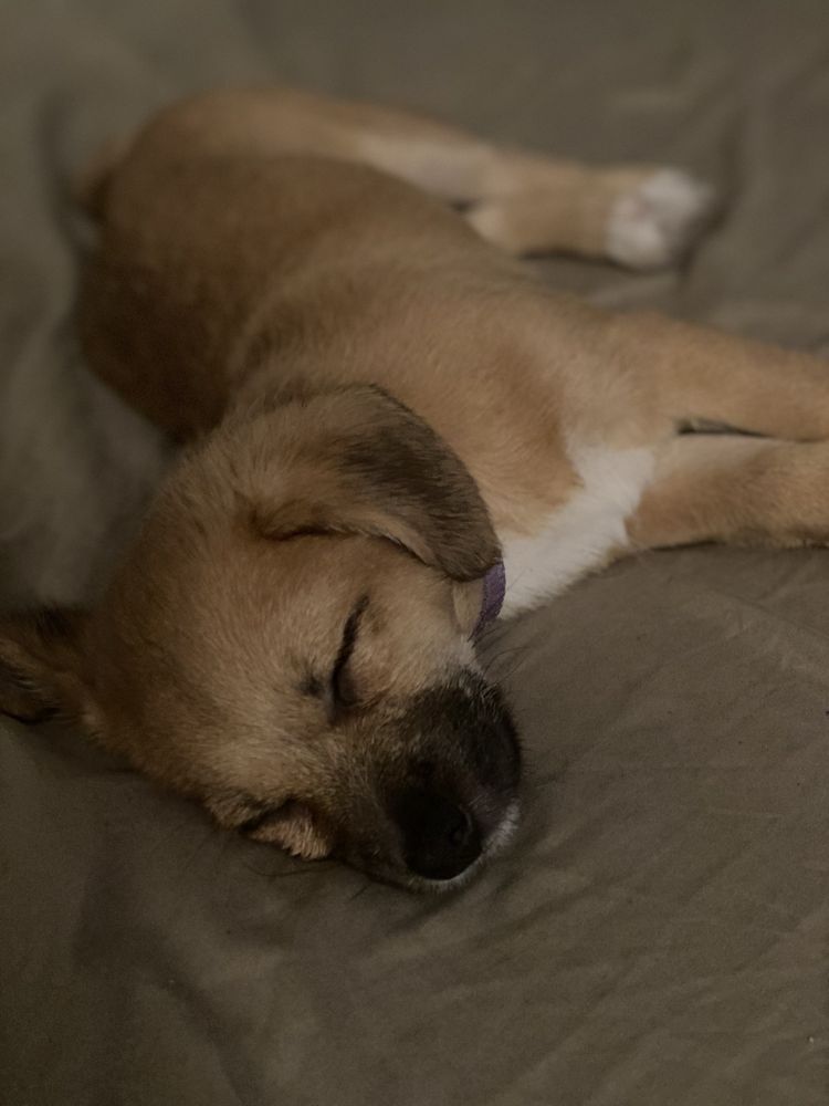 ANIMAL HOSPITAL OF MORRIS PARK Updated July 2024 30 Photos & 162