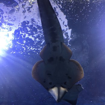 Downtown Aquarium - Museums Near Me - Denver, Colorado Downtown Aquarium - Museums Near Me - Denver, Colorado