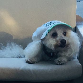 Fuzzball Pet Visits - Pet Sitting Near Me