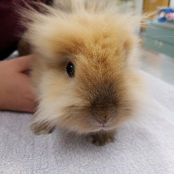 Lifetime Veterinary Clinic - Lifetime Pet Care Practice will see dogs, cats, pocket pets (hamsters, guinea pigs, mice, rats), rabbits, reptiles and birds!