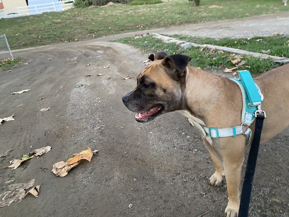 LEMOS FEED & PET SUPPLY 10 Photos & 25 Reviews 1620 N H St, Lompoc, California Updated