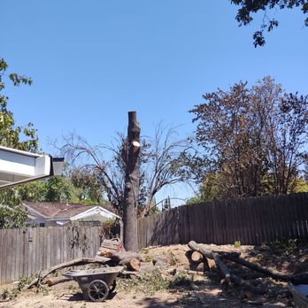 Sacramento Valley Tree Services - Tree Services Near Me Sacramento Valley Tree Services - Tree Services Near Me