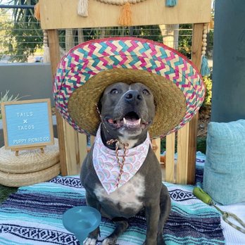 Puppy Picnic - Party & Event Planning Near Me - Encinitas, California Puppy Picnic - Party & Event Planning Near Me - Encinitas, California
