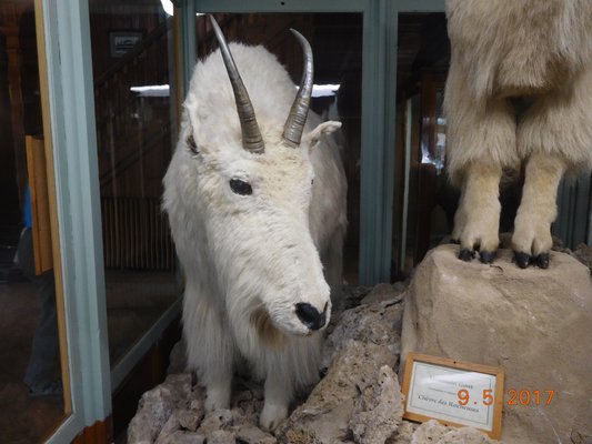 Banff Park Museum National Historic Site by null