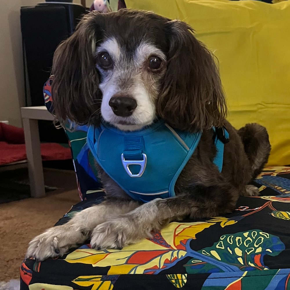 Veterinary Eye Clinic - Schmidt after his surgery. As you can see, the cloudiness in his left eye is gone. - Veterinarians Near Me - Calabasas, California