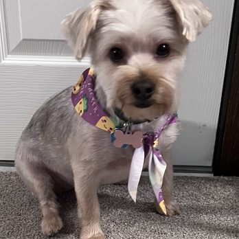 Leashes Pet Salon - Taffy at home. All clean and beautiful. - Pet Groomers Near Me - North Las Vegas, Nevada Leashes Pet Salon - Taffy at home. All clean and beautiful. - Pet Groomers Near Me - North Las Vegas, Nevada