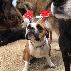 Fur'st Choice Doggie Daycare