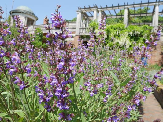 The Hill Garden and Pergola by null