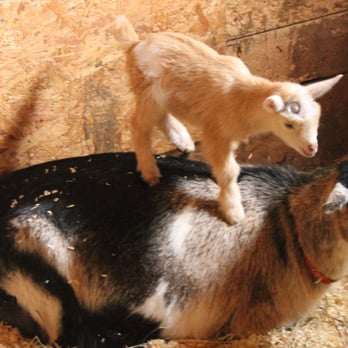 Sunflower Farm Creamery - Cheese Shops Near Me - Cumberland, Maine
