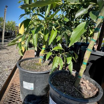 Frantz Garden Center - Nurseries & Gardening Near Me - Hickman, California