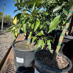 Frantz Garden Center