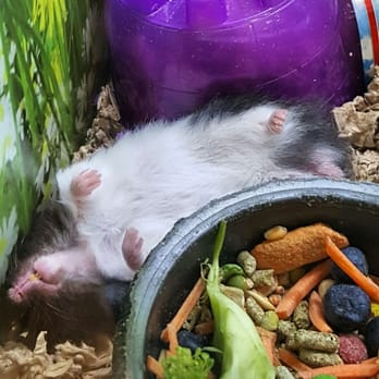 Donna's Pet Depot - One of our Panda Bear Hamsters taking an after breakfast nap. - Pet Adoption Near Me - Northvale, New Jersey Donna's Pet Depot - One of our Panda Bear Hamsters taking an after breakfast nap. - Pet Adoption Near Me - Northvale, New Jersey