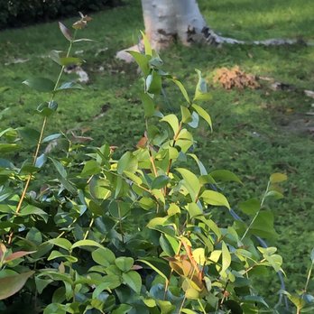 Lewis Tree Service - Cable crossing my yard and tree that saved our lives. - Tree Services Near Me - West Henrietta, New York Lewis Tree Service - Cable crossing my yard and tree that saved our lives. - Tree Services Near Me - West Henrietta, New York