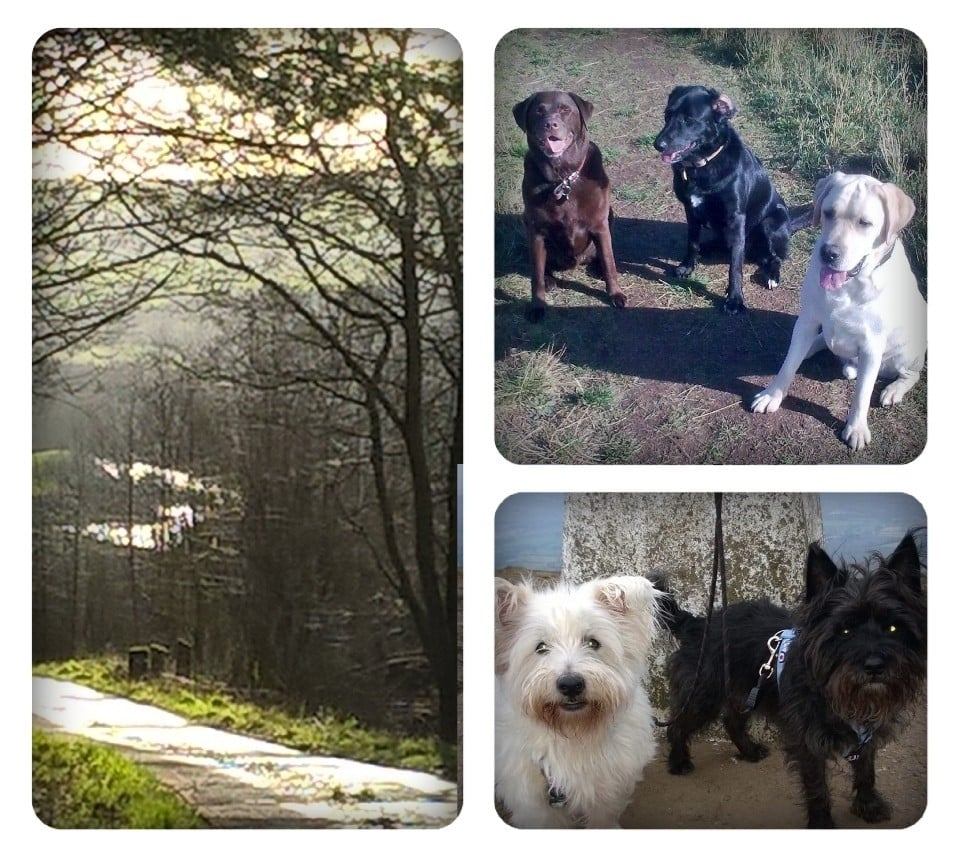 HAPPY HOUNDS DOG WALKER 32 Front Street, Sedgefield, Dumfries and Galloway, United Kingdom