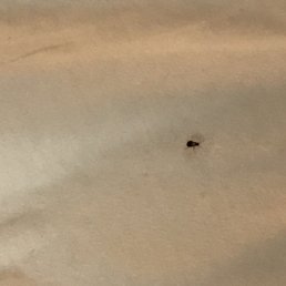 My daughter and I woke up in the middle of the night to these bugs as visitors. She also has a huge bite on her ankle. My daughter and I woke up in the middle of the night to these bugs as visitors. She also has a huge bite on her ankle.