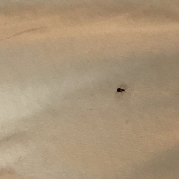 Econo Lodge - My daughter and I woke up in the middle of the night to these bugs as visitors. She also has a huge bite on her ankle. - Hotels Near Me - Eden, North Carolina Econo Lodge - My daughter and I woke up in the middle of the night to these bugs as visitors. She also has a huge bite on her ankle. - Hotels Near Me - Eden, North Carolina