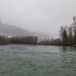 Skagit River Eagle Tours