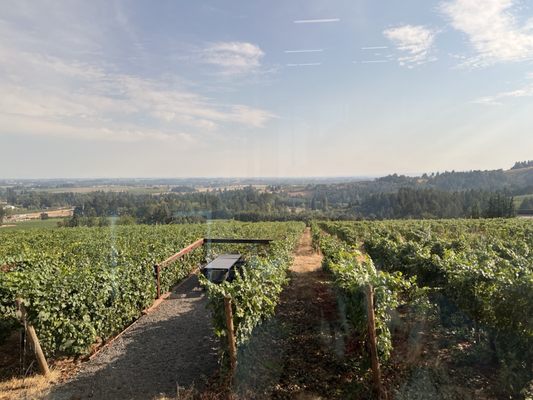 Furioso Vineyards by null