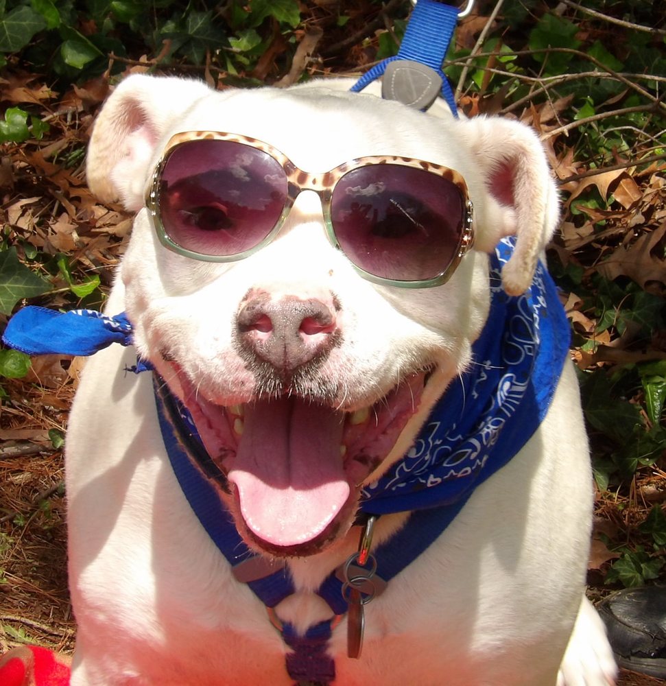 CAROLINA CANINE RESCUE Mount Airy, North Carolina Animal Shelters