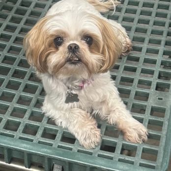 Montecito Animal Clinic - Veterinarians Near Me - Pacheco, California