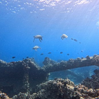 Maui Pacific Divers - Turtles! - Boat Tours Near Me - Maalaea, Hawaii