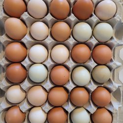 Happy Hen Farm - Colorful free range brown eggs