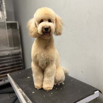 HiCaliber Pet Spa - Pet Groomers Near Me HiCaliber Pet Spa - Pet Groomers Near Me