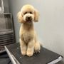 Photo of HiCaliber Pet Spa