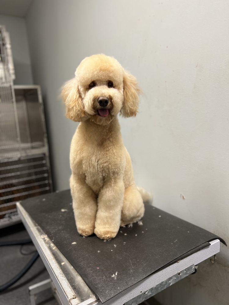 HiCaliber Pet Spa
