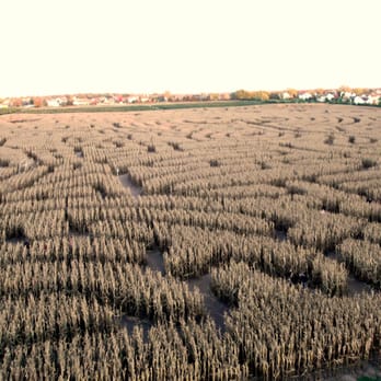 Richardson Farms - View of the maze from the Pumpkin Smashing/Zip Lining tower. - Christmas Trees Near Me - Spring Grove, Illinois Richardson Farms - View of the maze from the Pumpkin Smashing/Zip Lining tower. - Christmas Trees Near Me - Spring Grove, Illinois