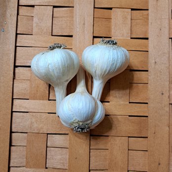 The Strawberry Basket - two heads of garlic on the floor - Fruits & Veggies Near Me - Monticello, Minnesota The Strawberry Basket - two heads of garlic on the floor - Fruits & Veggies Near Me - Monticello, Minnesota